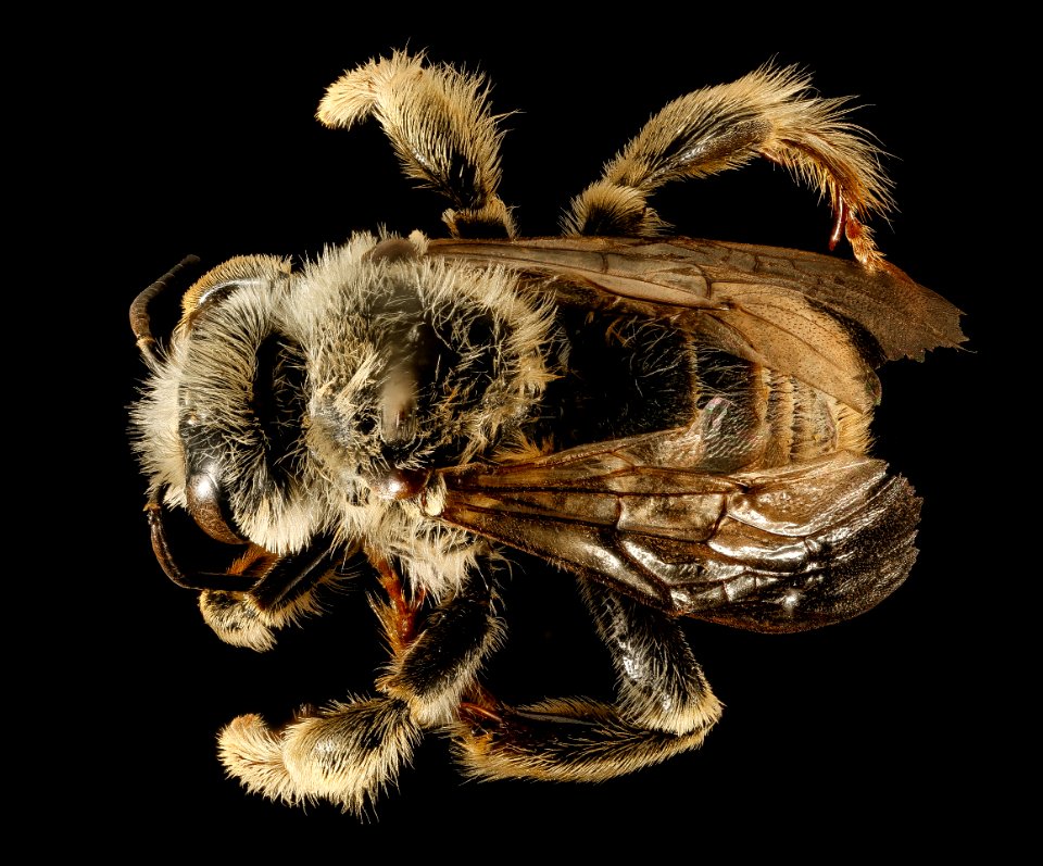 Diadasia australis, M, back, Penningtion, SD 2015-11-12-10.13.48 ZS PMax UDR