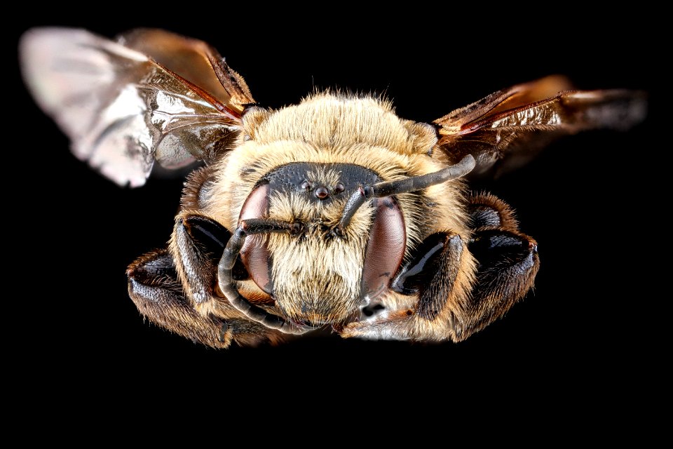 Dieunomia heteropoda, U, face, Anne Arundel 2012-09-27-14.56.06 ZS PMax