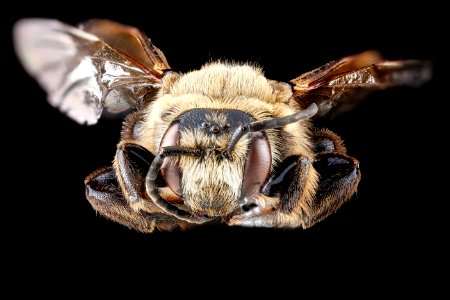 Dieunomia heteropoda, U, face, Anne Arundel 2012-09-27-14.56.06 ZS PMax photo