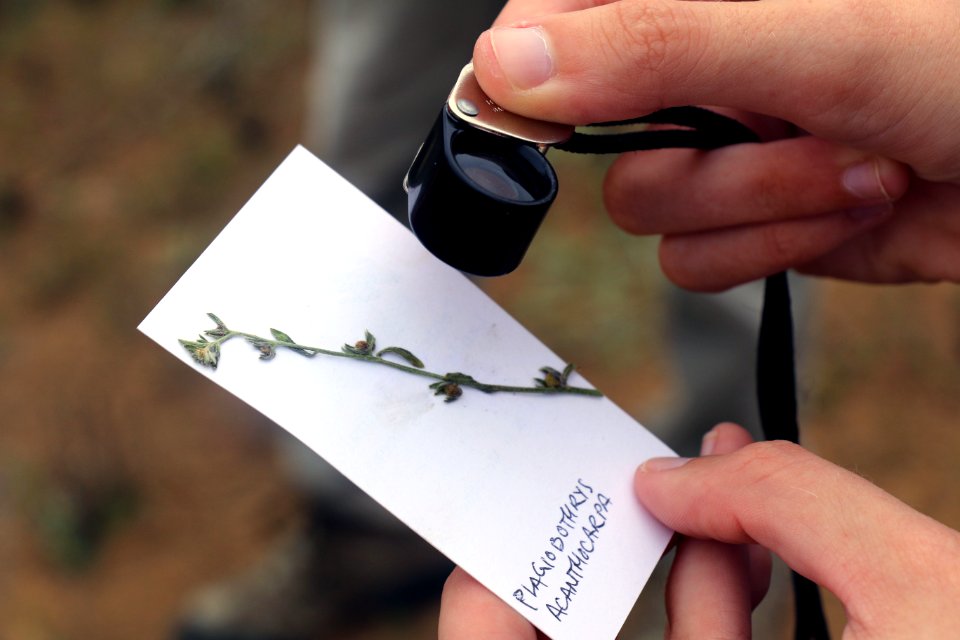Plant ID in action
