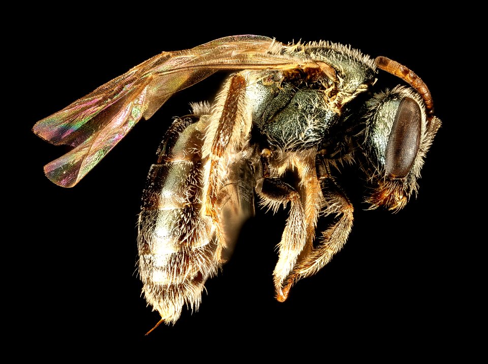 Lasioglossum microlepoides, F, Side, AZ, Pima County 2015-08-25-15.11.45 ZS PMax UDR