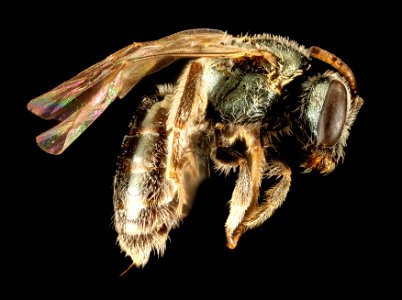 Lasioglossum microlepoides, F, Side, AZ, Pima County 2015-08-25-15.11.45 ZS PMax UDR