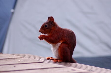 Animal mammal cute