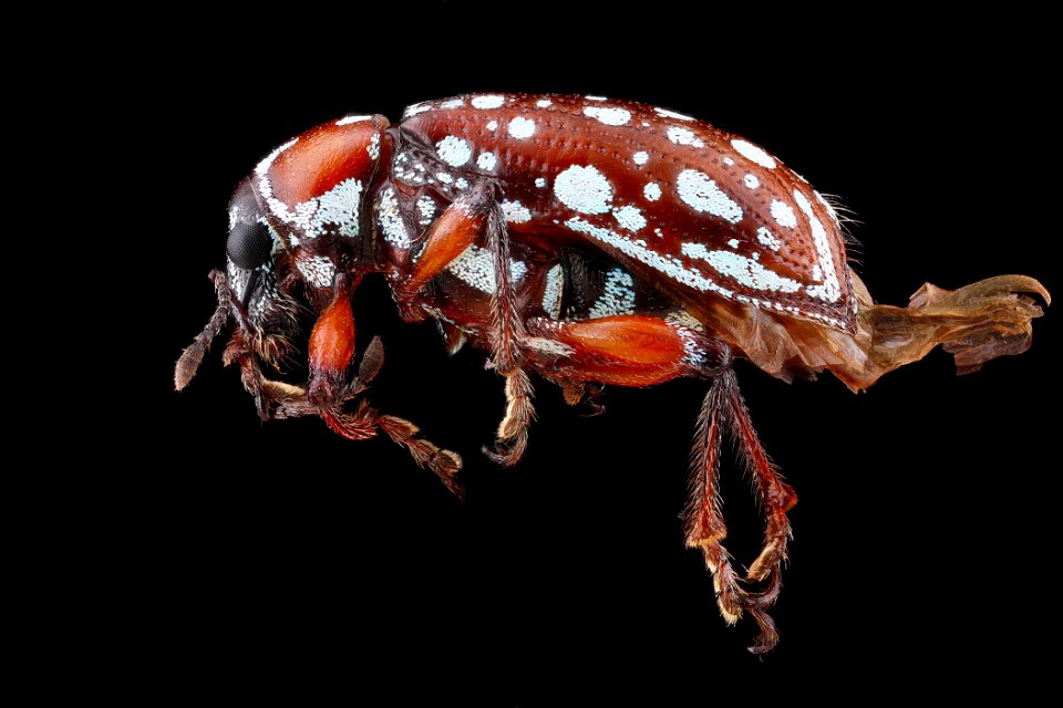 Lachnopus guerinii,-side 2012-06-06-13.27.58-ZS-PMax
