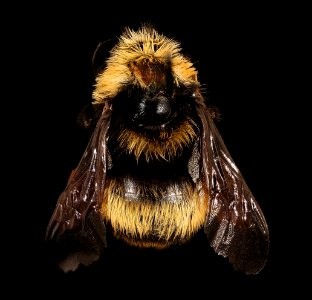 Bombus crotchii, f, back, Yolo Co, CA 2019-03-21-18.56.07 ZS PMax UDR-Recovered