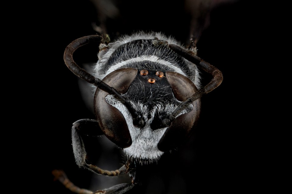 Trypoxylon subimpressum, F, face, Guantanamo Bay 2012-10-31-16.05.12 ZS PMax