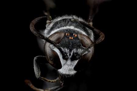 Trypoxylon subimpressum, F, face, Guantanamo Bay 2012-10-31-16.05.12 ZS PMax