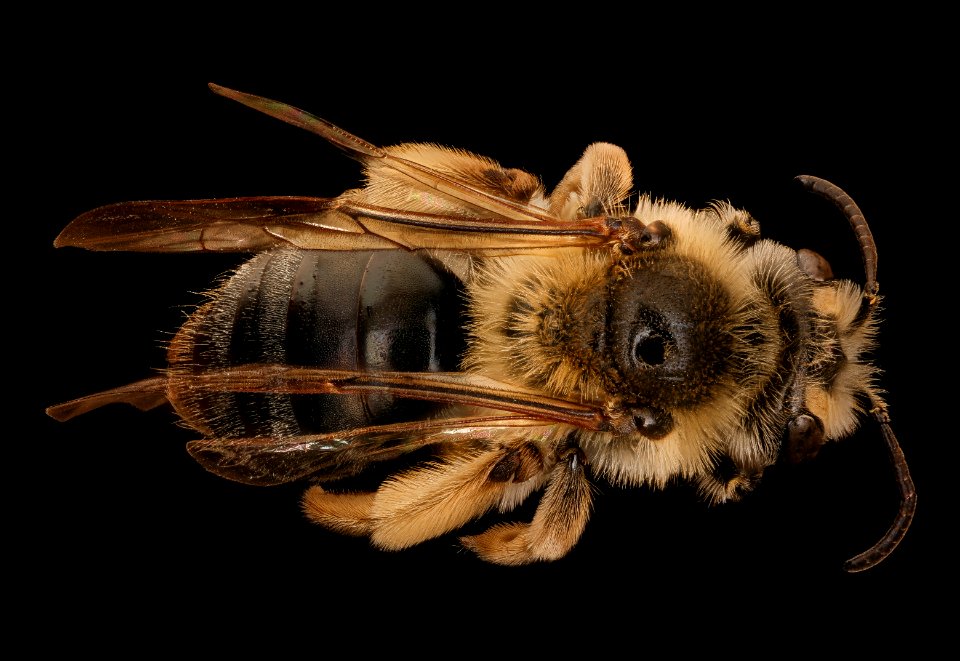 Andrena barbara, f, back ,Prince Georges Co., MD 2018-05-16-16.11