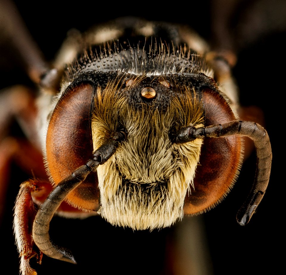 Coelioxys vigilans, M, face, Dominican Republic 2012-10-09-11.15.50 ZS PMax