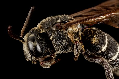 aglaoapis tridentata, f,face2 2014-11-01-23.15.36 ZS PMax photo