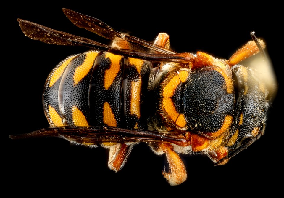 Dianthidium curvatum, F, back, Sandhills, South Carolina 2012-11-15-12.22.41 ZS PMax
