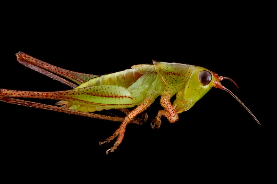 Conocephalus-side 2012-07-03-15.20.13-ZS-PMax photo