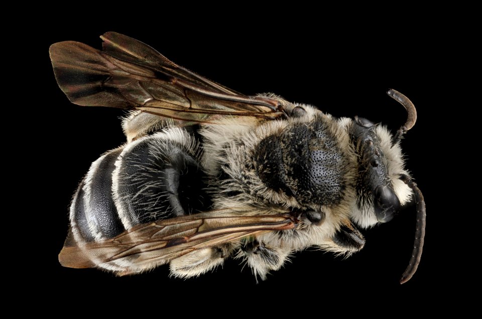 Colletes latitarsis, M, Back, MD, Baltimore 2013-06-23-19.00