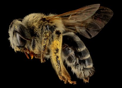 Melitta americana, F, Side, North Carolina, Moore County 2014-01-02-16.52.47 ZS PMax photo