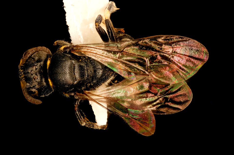 Hylaeus sparsus, f, back, Shenandoah, VA 2017-07-19-16.26.29 ZS PMax