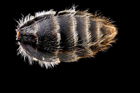 Andrena-cresonii,-female,-S6 2012-07-19-16.45.15-ZS-PMax