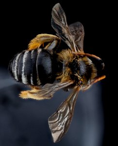 Melissodes bimaculata?, M, back, Florida, Miami-Dade County 2013-02-21-14.08.52 ZS PMax photo