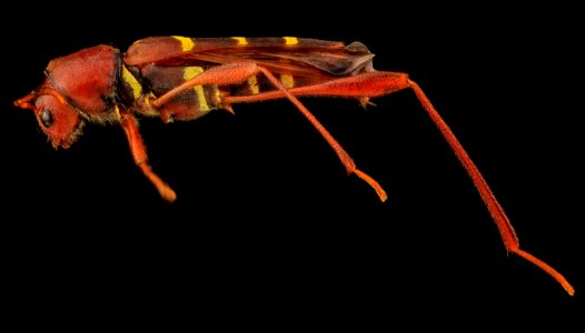 Neoclytus acuminatus, U, Side, MD, PG County 2013-07-11-16.43.26 ZS PMax photo