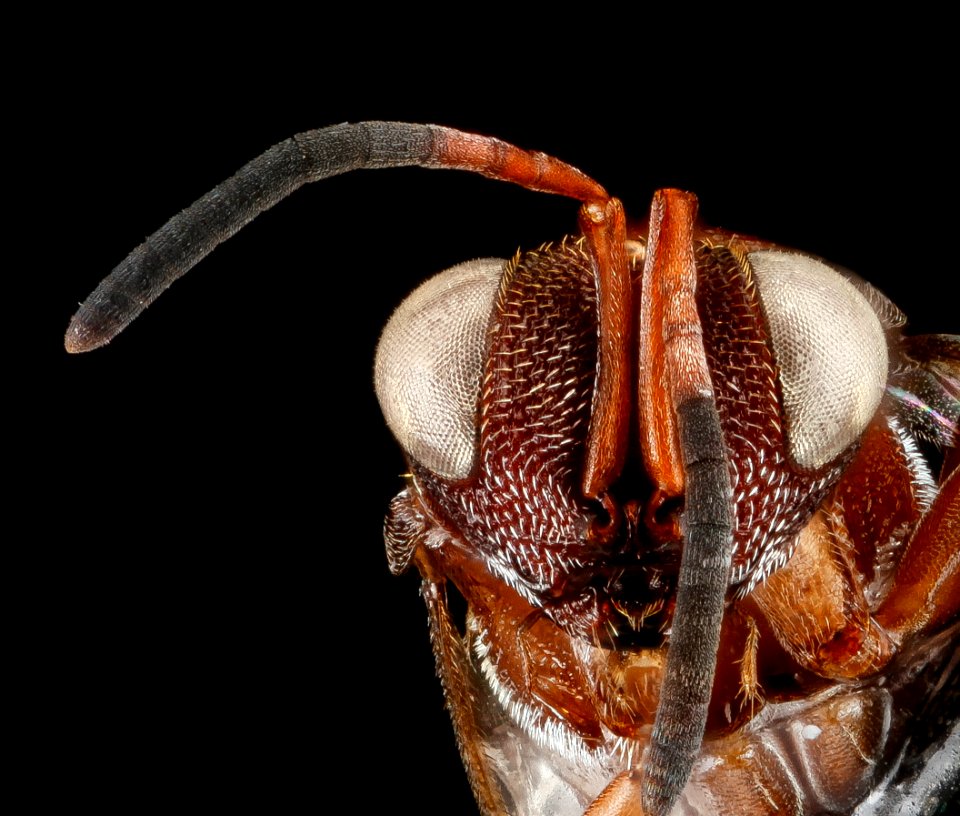 Wasp (2), U, face, Florida, Duval County 2013-03-15-15.02.20 ZS PMax