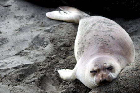 Juvenile elephant seal relaxing on the beach photo
