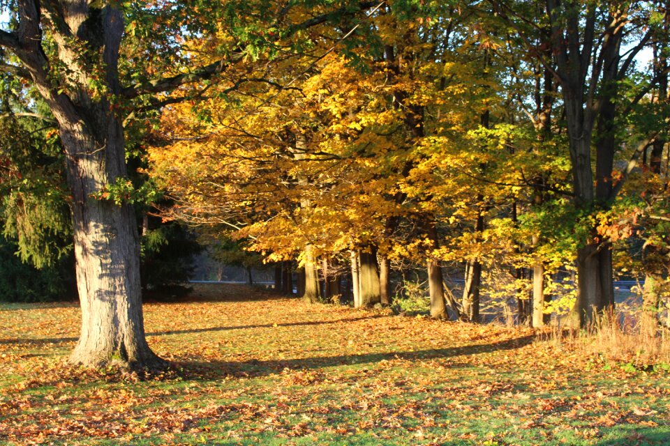 Autumn fall leaves fall foliage