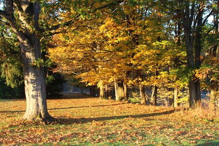 Autumn fall leaves fall foliage photo