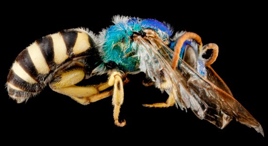 Agapostemon coloradinus, F, side, Pennington Co., South Dakota 2012-11-08-15.34.37 ZS PMax photo