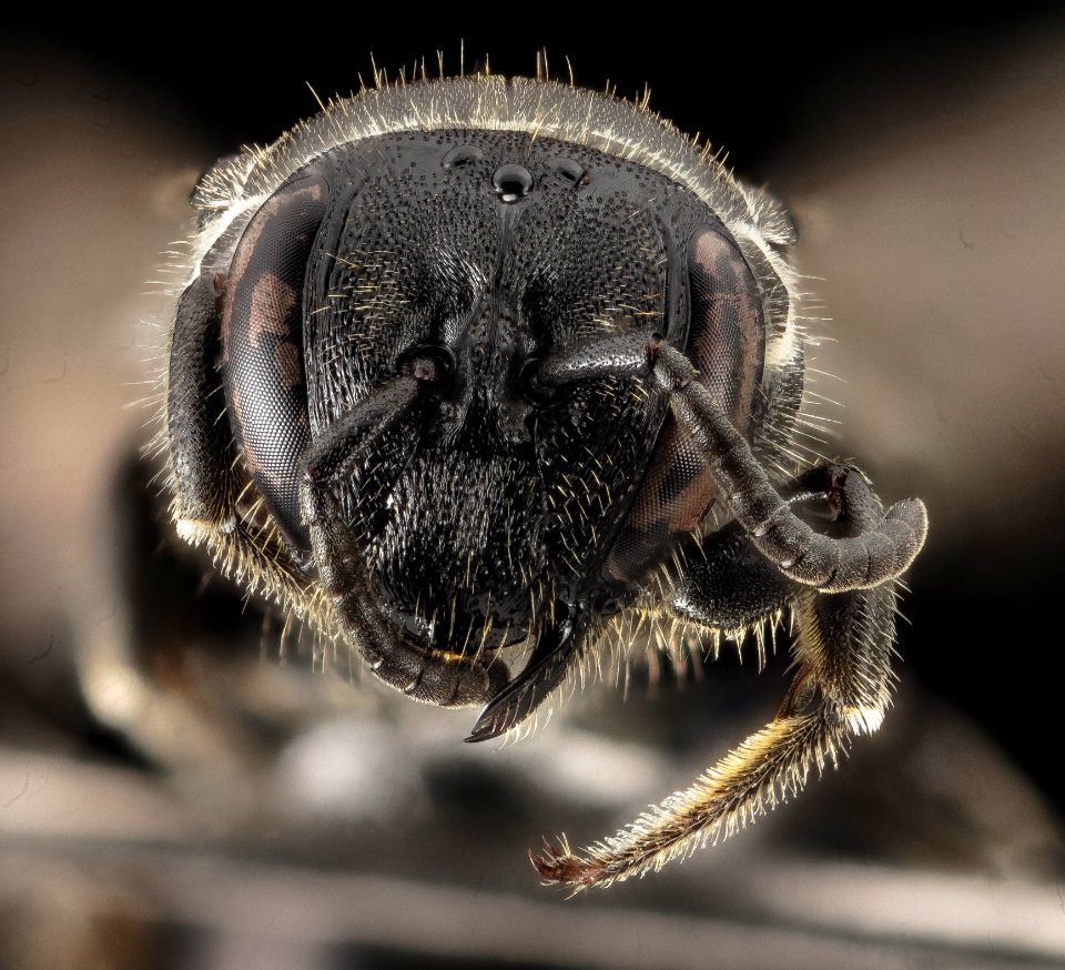 Hylaeus basaliis, F, Face, NY, Gravel Pits 2014-07-29-15.18