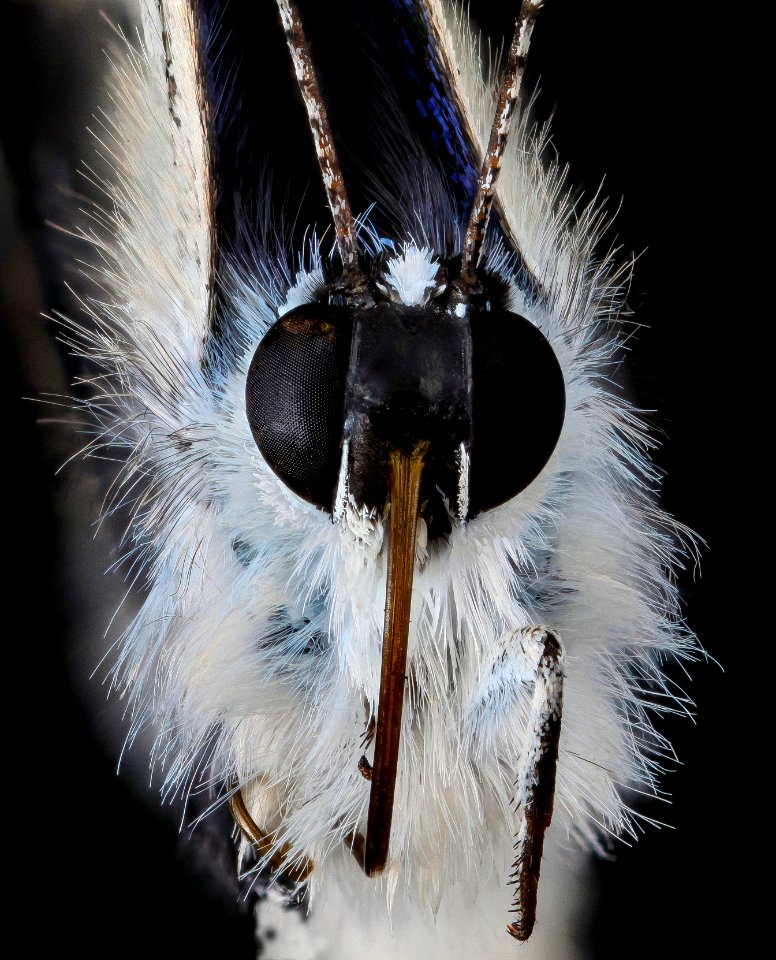 Lycaeides melissa samuelis, U, M, Face 1, U 2013-07-03-15.11.05 ZS PMax