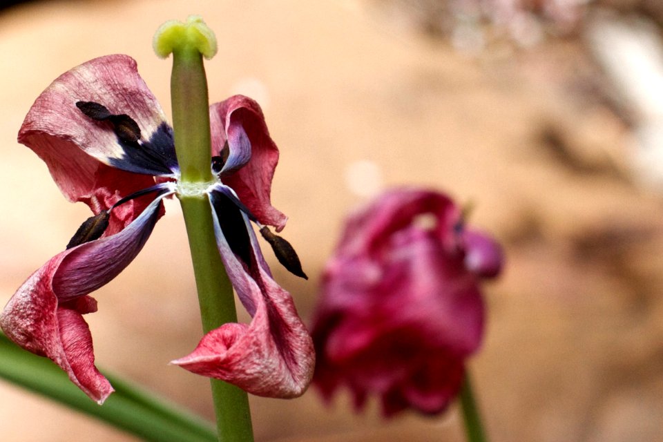 2015/365/96 Stripped Naked Tulip