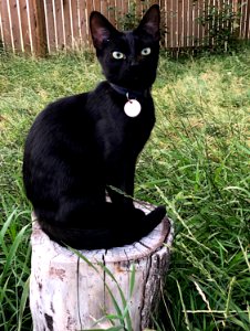 Cat on a Stump photo