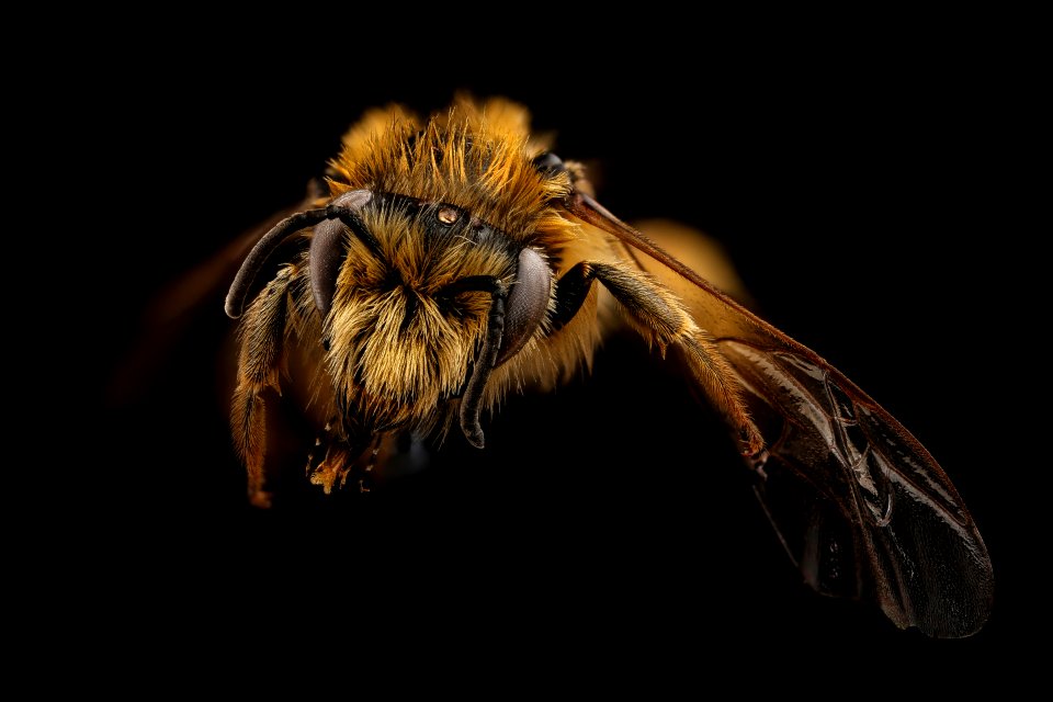 Nesocolletes fulvescens, f, face, Queenstown, New Zealand 2017-07-25-15.36