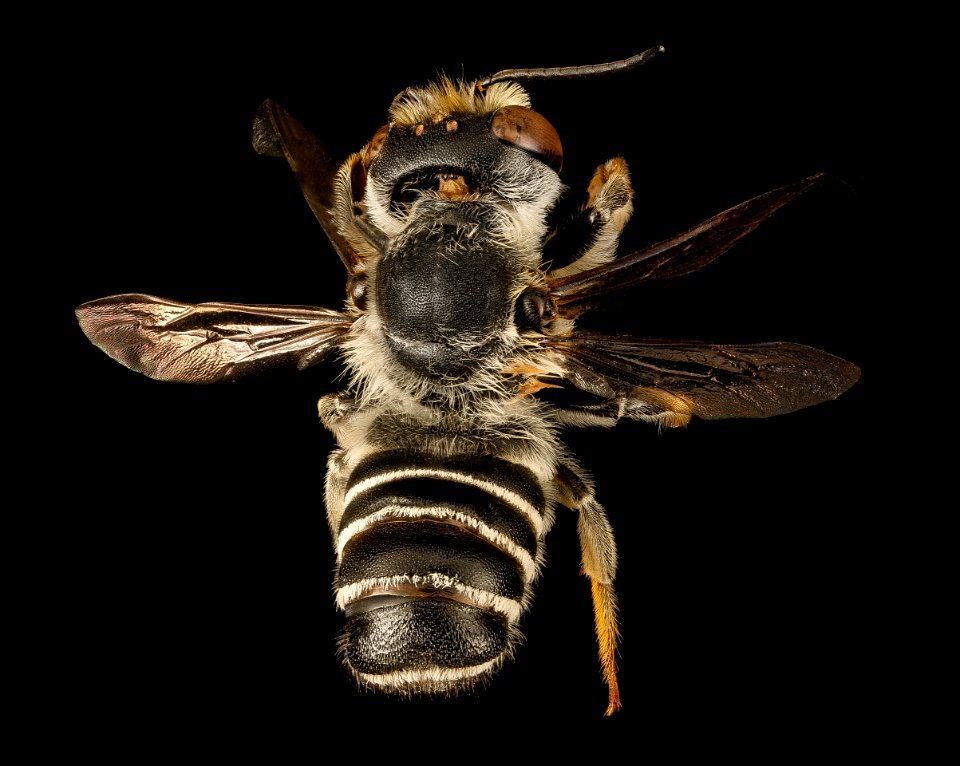 Megachile inimica, m, back, Dorchester Co, MD 2015-12-08-12.20