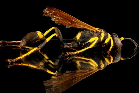 Sceliphron caementarium, U, side, Florida, Biscayne 2013-01-24-15.33.23 ZS PMax