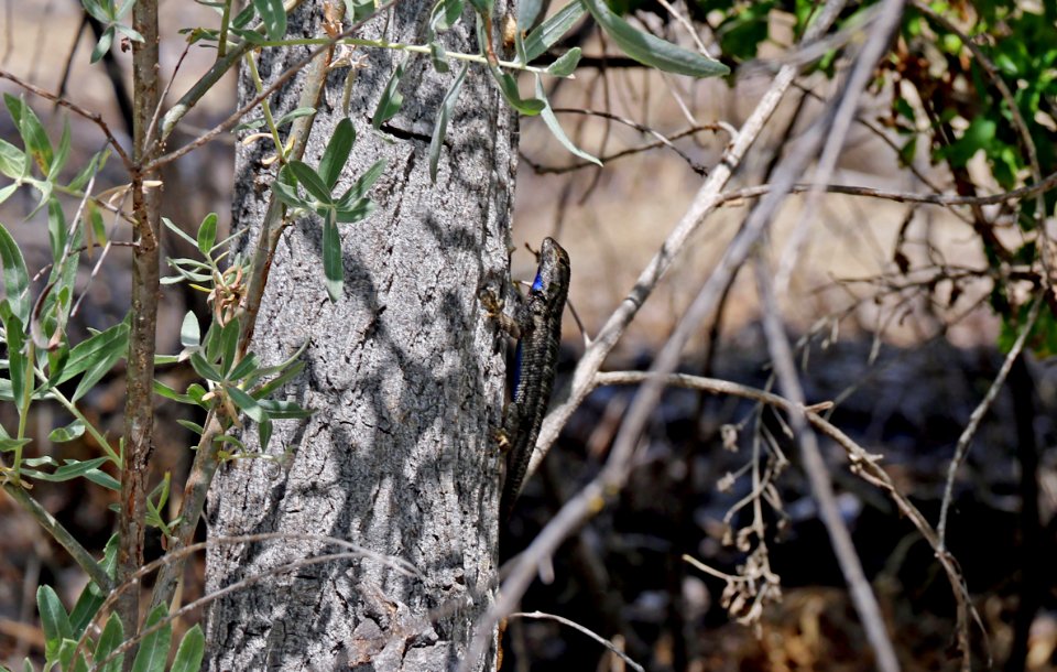 Western fence lizard at restoration site along SR-76