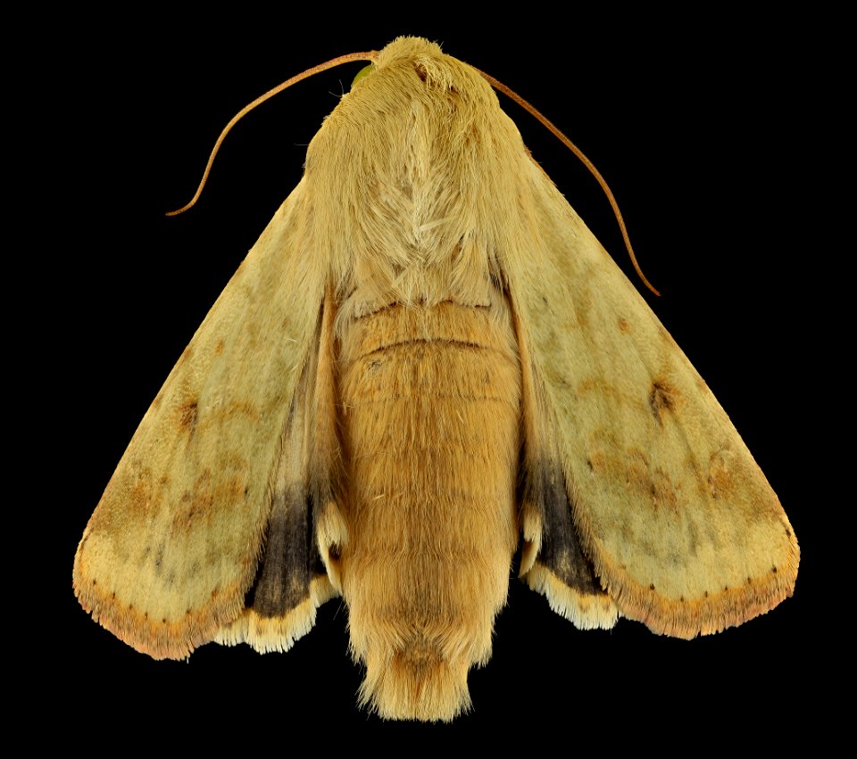 corn earworm, moth, back 2014-06-06-15.37.55 ZS PMax