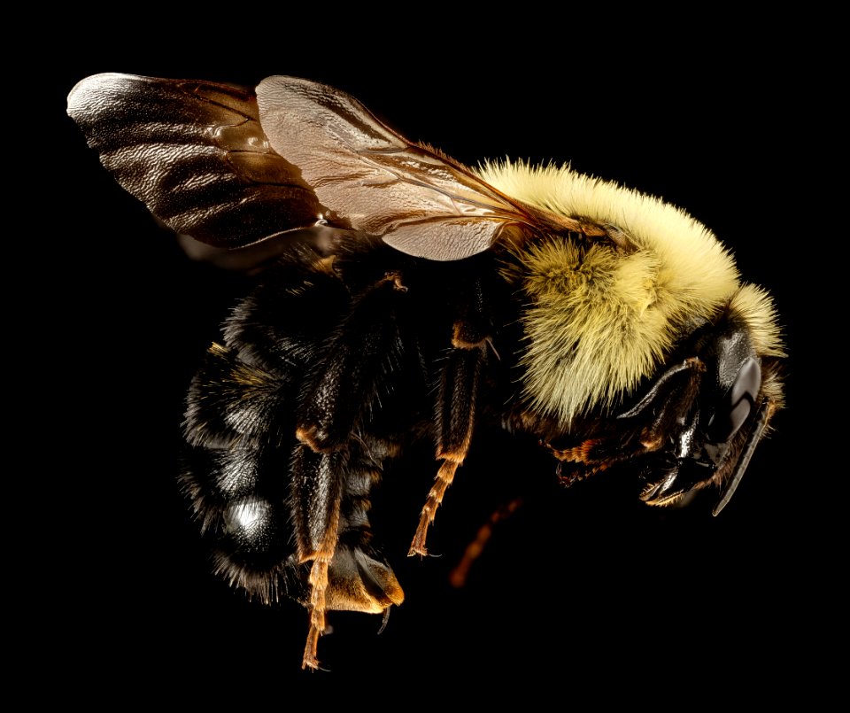 Bombus citrinus, f, talbot, side 2015-05-17-16.23.36 ZS PMax