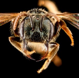 Lasioglossum rozeni, F, face, Frederick County, MD 2012-09-18-15.16