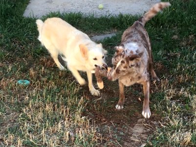 Toy Sharing with Nellie