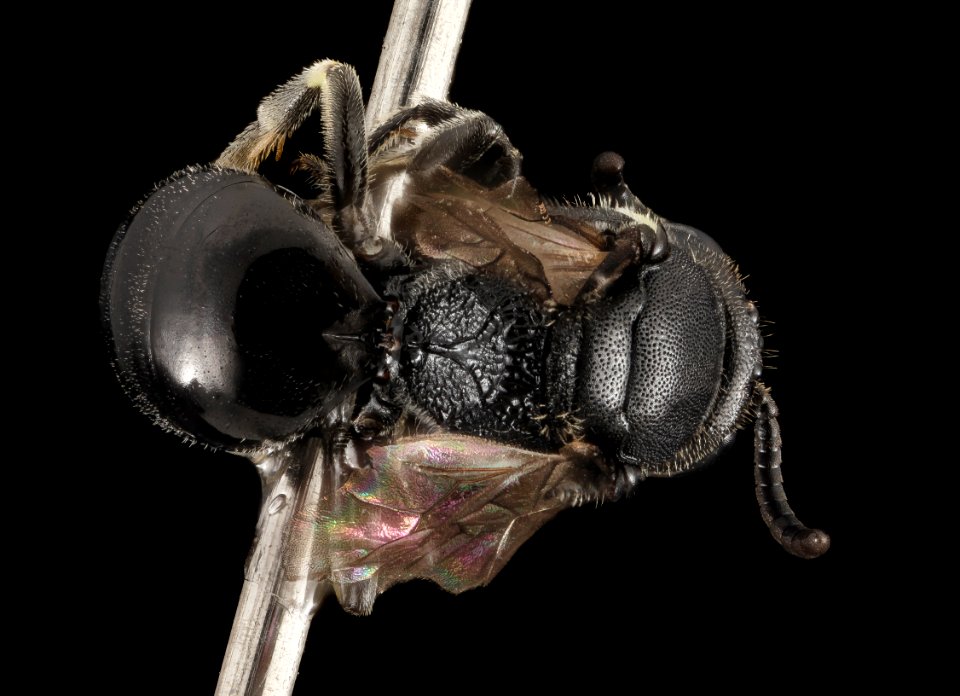Hylaeus annulatus, F,  Back, NY, Hawksnest Road Junction 2014-07-25-16.57