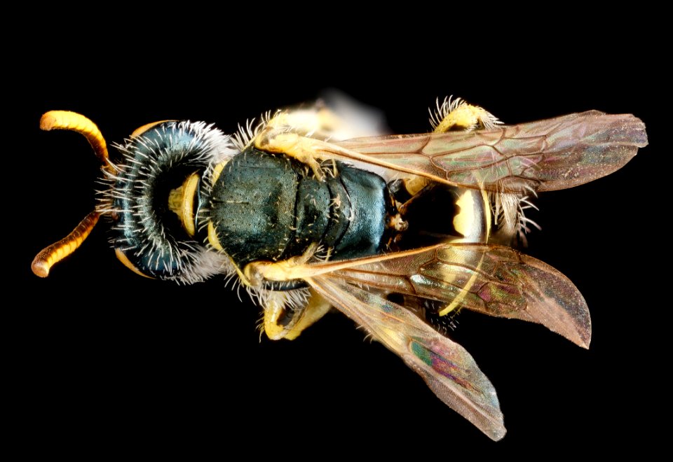 Perdita swenki, M, back1, New York, Queens County 2013-03-01-15.04.34 ZS PMax