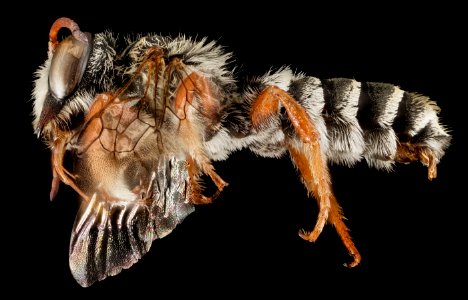 Megachile farinosa, M, Side, Greece, Aegean Islands, Lesvos, Mytilene 2015-03-06-16.06.15 ZS PMax photo