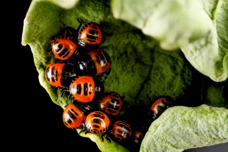 Murgantia histrionica, eggs2 2013-03-08-15.03.43 ZS PMax photo