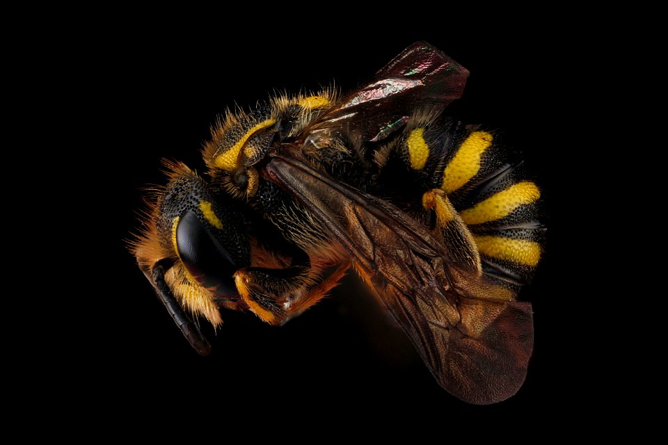 Paranthidium-jugatorium,-male,-side 2012-07-11-16.06