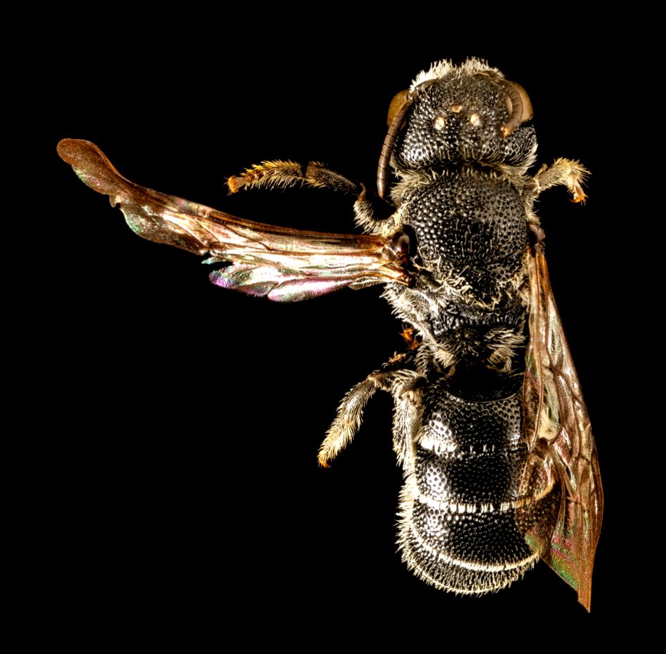 Heriades carinata, f, back, Prince George's Co, MD 2016-04-15-21.57