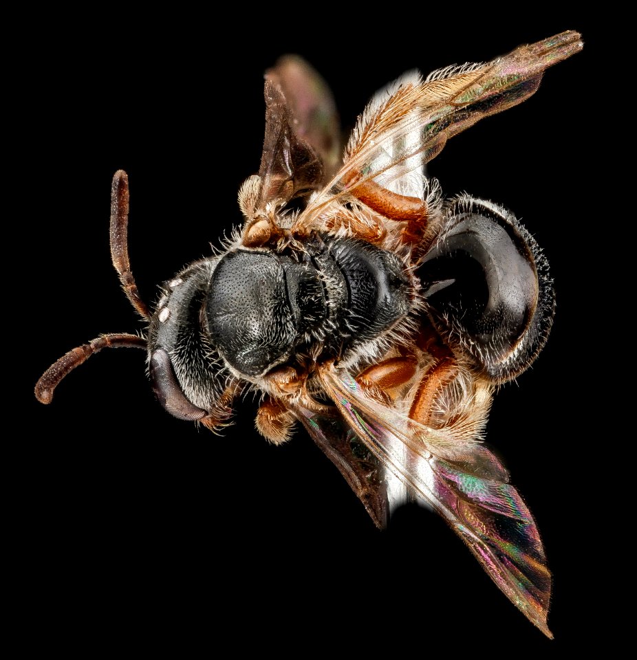 Lasioglossum birkmani, Female, Back1, Nacogodoches County, Texas 2012-10-23-08.46.46 ZS PMax