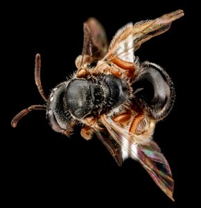 Lasioglossum birkmani, Female, Back1, Nacogodoches County, Texas 2012-10-23-08.46.46 ZS PMax