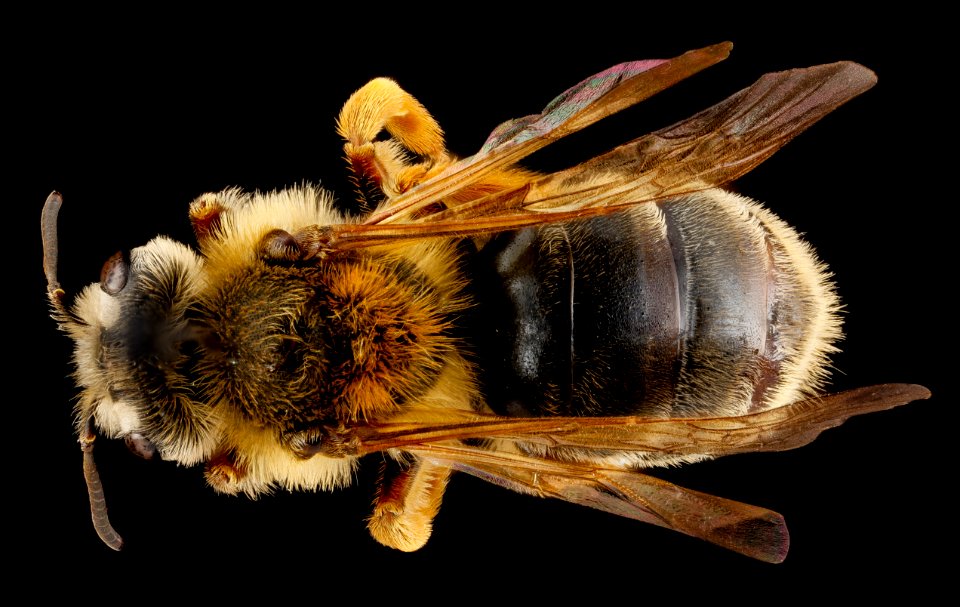 Andrena commoda, female, back 2012-08-02-17.55.47 ZS PMax
