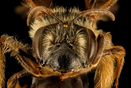 Andrena confederata, f, face, Pr Georges Co, MD 2016-03-16-11.29 photo