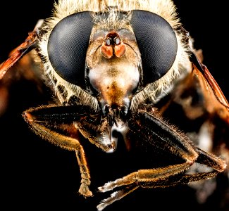 Sericomyia flagrans, U, face, Yellowstone National Park 2012-11-29-14.14.53 ZS PMax